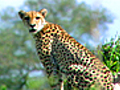 Warthog vs Cheetah | BahVideo.com