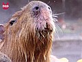 Giant Rodents Enjoy Hot Springs | BahVideo.com
