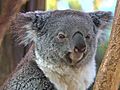 Koalas | BahVideo.com