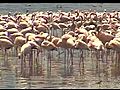 LAKE BOGORIA amp LAKE BARINGO Kenya | BahVideo.com