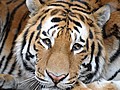 Folge 161 Das Tigerbaby ist da | BahVideo.com