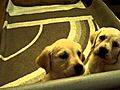 the 3 golden retreiver puppys girls playing  | BahVideo.com