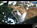 Brown Cat Time Lapse HD | BahVideo.com