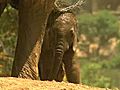 Baby Elephant Born May 12 | BahVideo.com