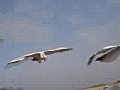 Spring Snow Goose Hunt | BahVideo.com