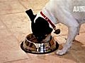 Does Your Dog Eat Too Fast  | BahVideo.com
