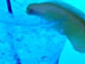 Video Drink Recipe: Blue Lagoon | BahVideo.com