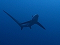 The Thresher Shark | BahVideo.com