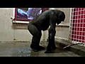 Break Dancing Gorilla | BahVideo.com