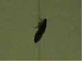 Cockroaches lose grip | BahVideo.com