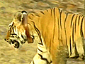 Grand reception for male tiger in Sariska | BahVideo.com