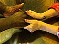london pears hand massage | BahVideo.com