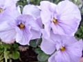 Chats en fleurs | BahVideo.com