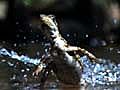 Lizards That Walk on Water | BahVideo.com