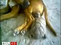 거북이가 작다고 얕보다가 제대로 당한 개 | BahVideo.com