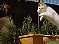 The Slow Motion Kitten | BahVideo.com