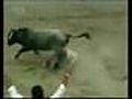 Bull knockout | BahVideo.com