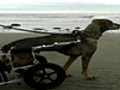 Dog s Wheelchair Stolen | BahVideo.com