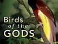 Nature Birds of the Gods | BahVideo.com