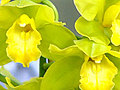 The New York Botanical Garden Orchid Show | BahVideo.com