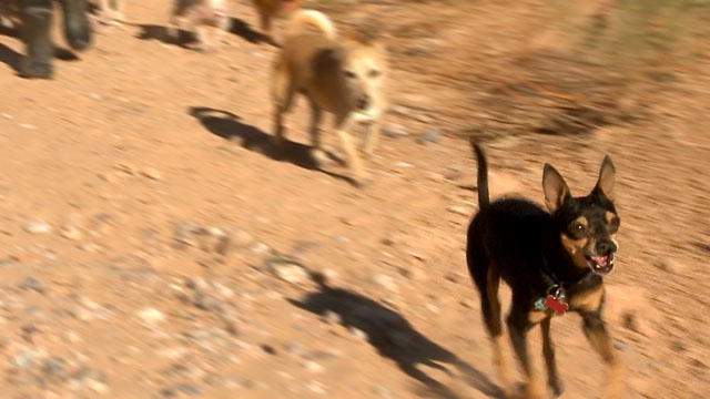 Small Dogs Big Jobs The Chihuahua Ambassador | BahVideo.com