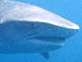 Shark Week Tigers | BahVideo.com