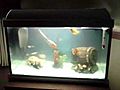 My first tropical fish tank | BahVideo.com