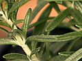 Spotlight on Herbs Rosemary | BahVideo.com