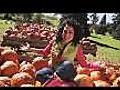 Pick a Pumpkin | BahVideo.com