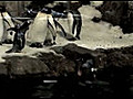 Speedy Pingouin | BahVideo.com
