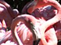 News Zoo Logic Caribbean Flamingo | BahVideo.com