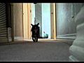 Baron Plays Fetch | BahVideo.com