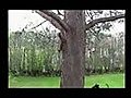 Squirrel Teases Dog | BahVideo.com