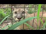 BIG CAT RAP  | BahVideo.com