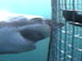 Shark Week Shark Targets | BahVideo.com