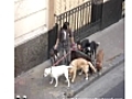 Buenos Aries Dog Walker Walks 8 Dogs - Argentina | BahVideo.com
