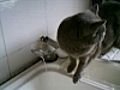 Le chat a soif | BahVideo.com