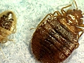 Superbug Germ Detected in Bedbugs | BahVideo.com