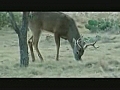 TX Archery Whitetail Hunt With Joe Thomas Pt 2 the Deer Kill | BahVideo.com