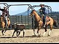 Lil Bitty Critter reg Quarter Horse gelding  | BahVideo.com