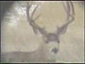 Trophy whitetail and mule deer hunting | BahVideo.com
