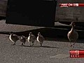 Ducklings halt Monash traffic | BahVideo.com