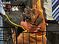 Emergencies and your pet | BahVideo.com