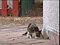 Un ni o de 10 a os atacado por dos rottweiler | BahVideo.com