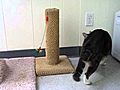 Meet Joey a Domestic Shorthair currently  | BahVideo.com