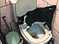 cat peeing in toilet 2 | BahVideo.com