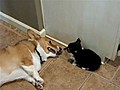 Puppy Farts In Corgi s Face | BahVideo.com