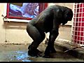 Break Dancing Gorilla at the Calgary Zoo | BahVideo.com