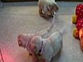 Labrador Welpen von Emmi und Stash 28 Tage alt  | BahVideo.com