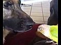 German shepherd kissing parrot | BahVideo.com